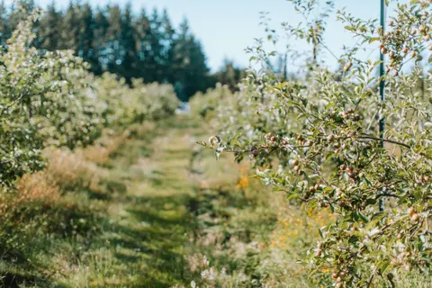 A view down a row of apple trees in an orchard.