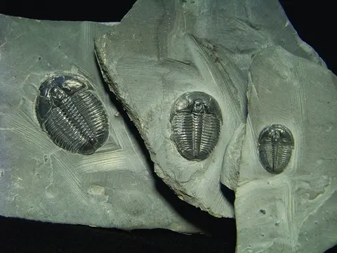 Three trilobite fossils embedded in pieces of gray stone.
