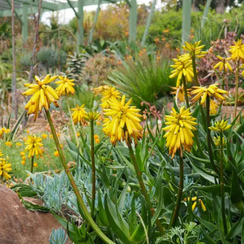 Bright yellow flowers bloom in a garden with green foliage.