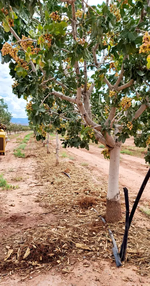 A row of pistachio trees laden with ripe nuts in an orchard.