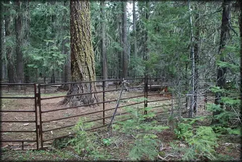 A metal corral fence stands in a dense pine forest.