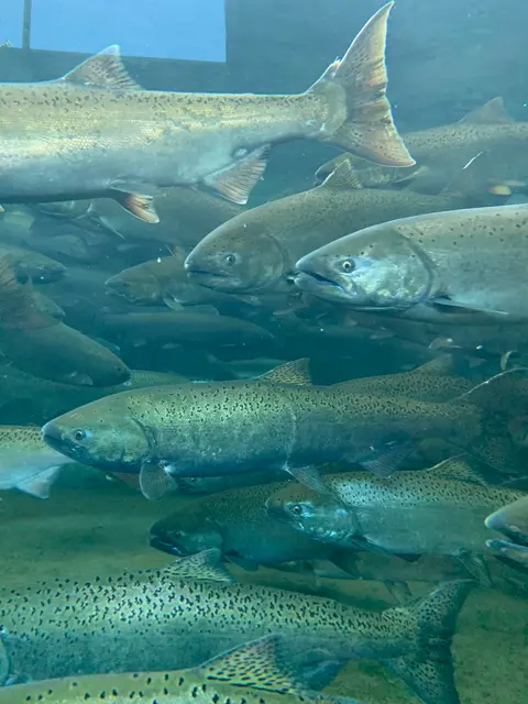 A large group of salmon swim together underwater.