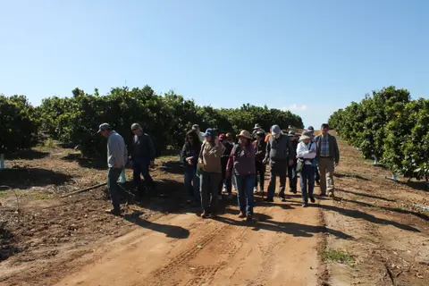 A group of people walking along a dirt path between rows of trees under a clear blue sky.