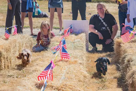 Two dachshunds run along a course lined with hay bales and small American flags while people watch.