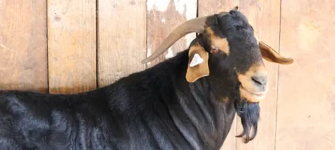 A close-up of a black goat standing in front of a wooden wall.