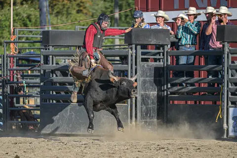 A cowboy rides a bucking bull emerging from a chute at a rodeo.