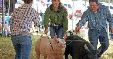 Three young people show pigs in an outdoor tent.