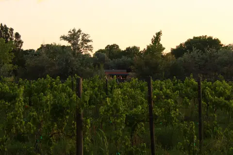 A vineyard with rows of green vines under a pale sky at dusk.