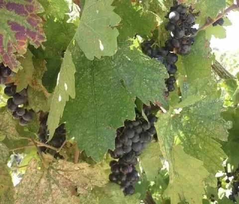 Clusters of dark grapes hang from a grapevine surrounded by leaves.