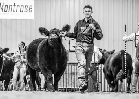 A young man leads a black steer in an indoor livestock show.