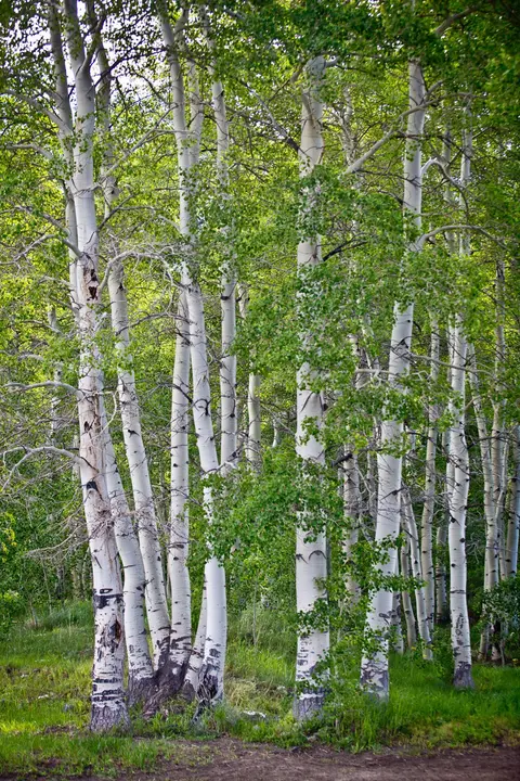 A grove of white-barked aspen trees with green leaves.