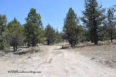 A dirt road winds through sparse pine trees and dry landscape under a clear blue sky.