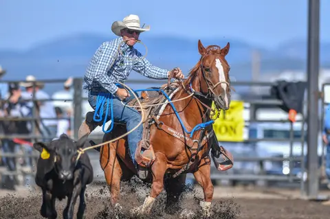A cowboy on a horse ropes a calf in a rodeo arena.