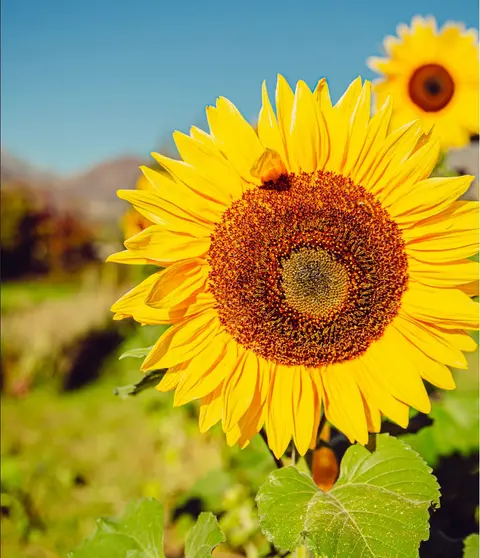 Close-up of vibrant yellow sunflowers under a clear blue sky.