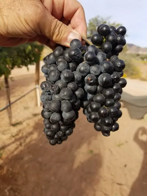 A hand holds a large bunch of dark grapes in a vineyard.