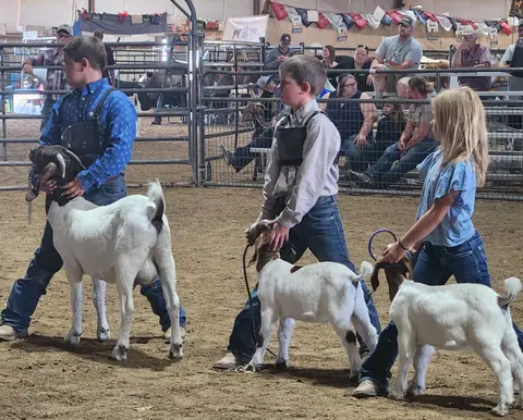 Three children show goats in a livestock arena.