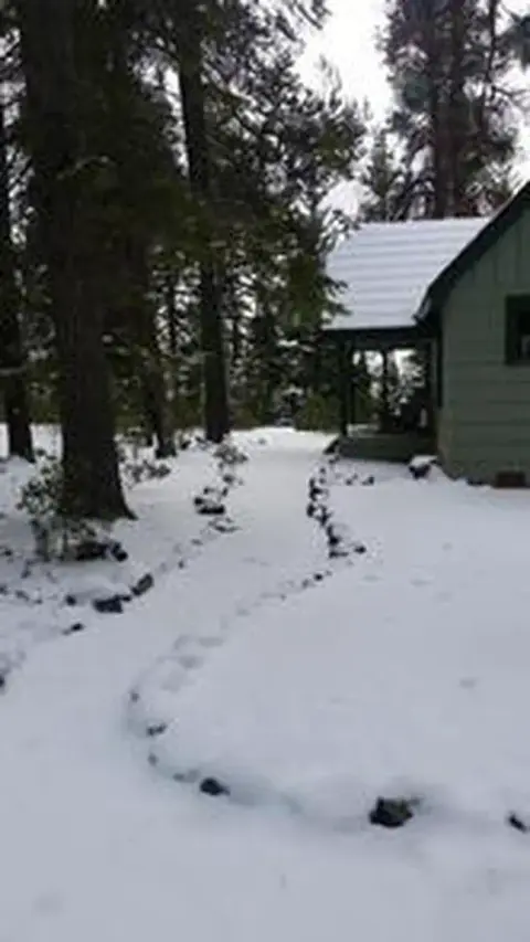 A snowy path leads past a cabin surrounded by tall trees.