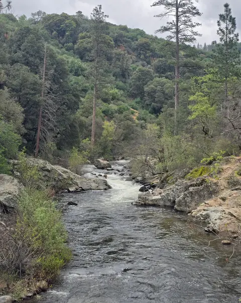 A river flows through a forested mountain landscape with tall pine trees.