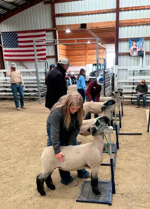 People show sheep in a barn.