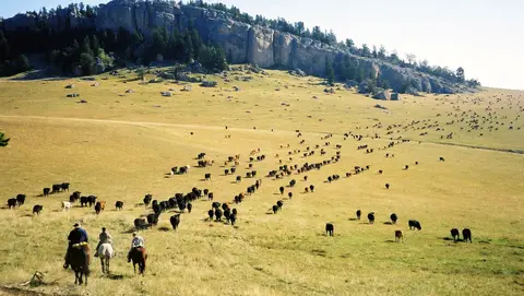 A large herd of cattle being driven across a grassy plain by horseback riders.