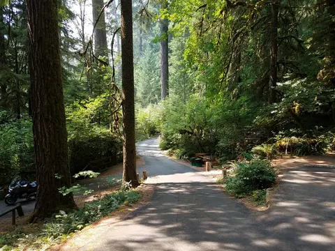 A paved road winds through a dense forest with tall trees.