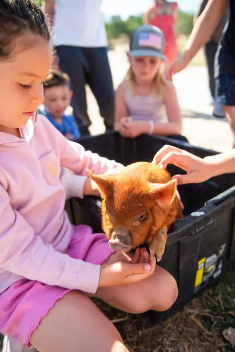 A young girl pets a small pig sitting in a bin outdoors.