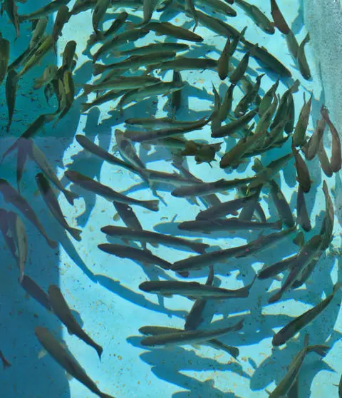 A group of fish swimming in a shallow blue pool.