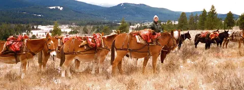 A person with a string of pack animals carrying meat through a field with mountains in the background.