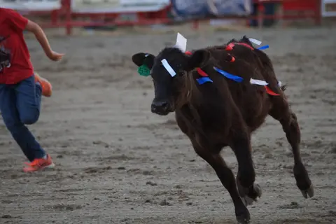 A person running after a calf in an arena.