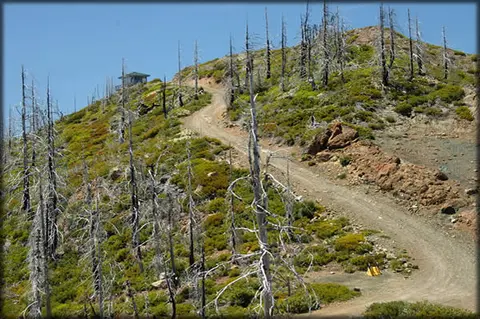 A dirt road winds up a hillside with dead trees under a clear blue sky.