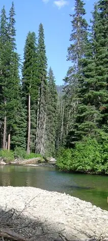 A river flowing through a lush forest surrounded by tall pine trees.
