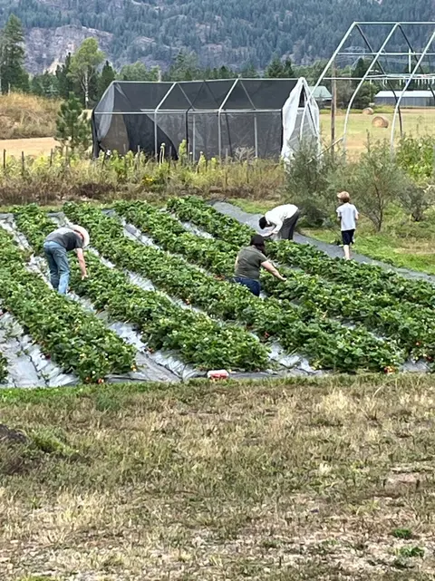 People picking crops in rows of a farm field with a greenhouse structure behind.