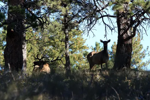 Two elk stand and rest among pine trees.