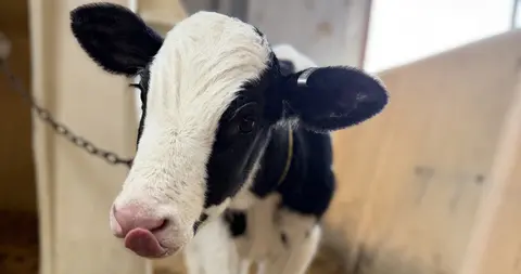 A close-up of a black and white calf inside a barn.