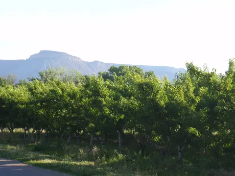 A row of leafy fruit trees with a mesa in the background.