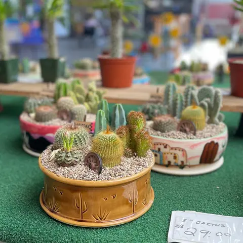A photograph of several potted cacti arranged on a table.
