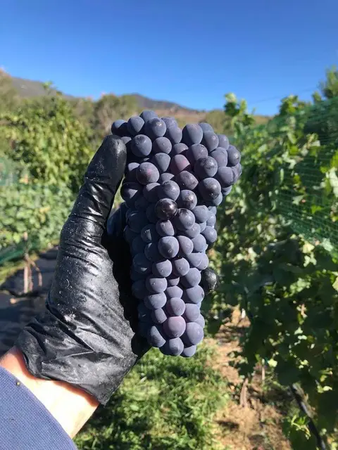 A gloved hand holds a large bunch of dark grapes in a vineyard.