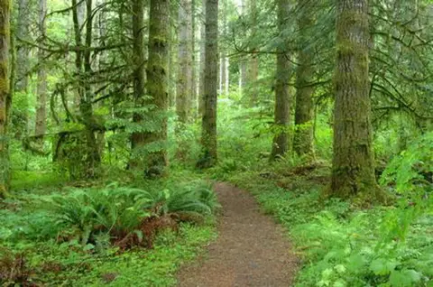 A narrow dirt path winds through a lush, green forest.