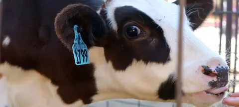 A close-up shot of a calf with a blue ear tag.
