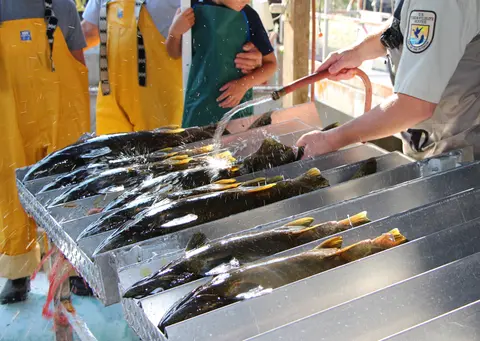 A person uses a hose to spray water onto fish arranged in metal troughs.