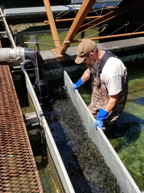 A worker tends to fish in a raceway channel.