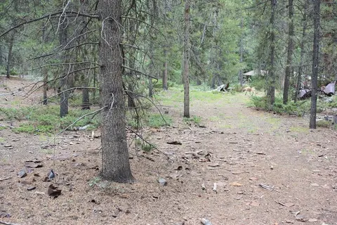 A forest landscape with trees and a dirt ground covered in pine needles and scattered debris.