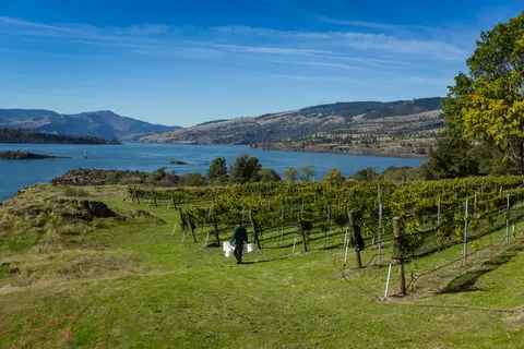 A person walks through a vineyard overlooking a body of water and distant hills under a blue sky.