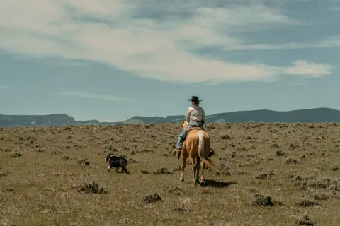 A person on horseback rides through a field with a dog running alongside.