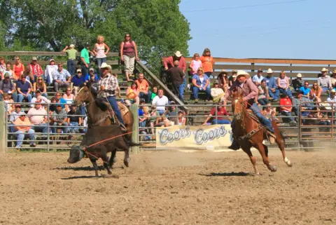 Cowboys on horseback herd a calf in an arena with spectators in the bleachers.