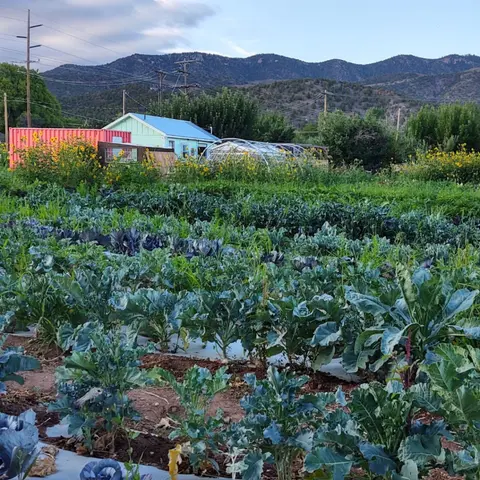 Rows of leafy green vegetables grow in a field with a small building and mountains in the background.