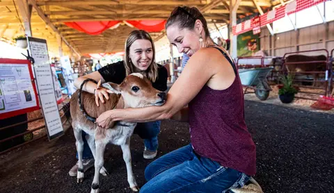 Two women interact with a calf inside a barn.