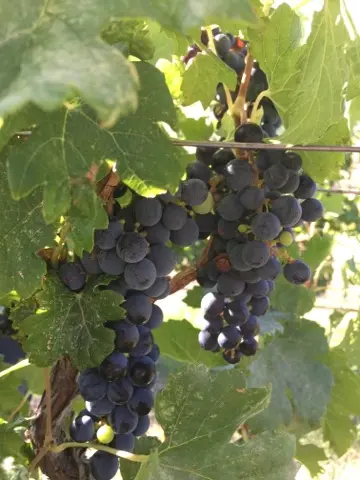Clusters of dark grapes hanging on a vine among green leaves.