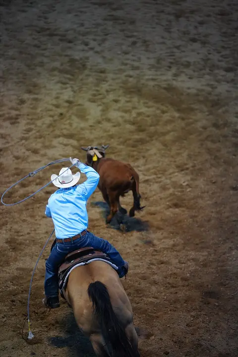 A cowboy on horseback prepares to rope a calf in an arena.