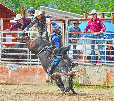 A bull rider attempts to stay on a bucking bull in a rodeo arena.